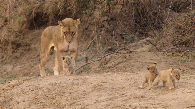 National Geographic En Vahşi Avcılar Belgesel Seti İndir
