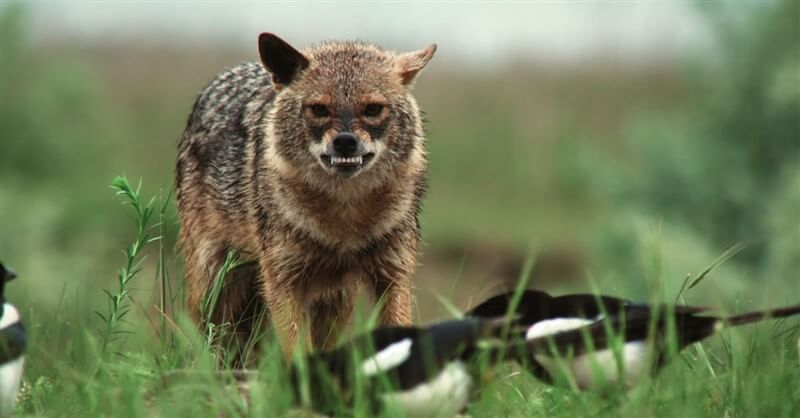 National Geographic En Vahşi Avcılar Belgesel Seti İndir
